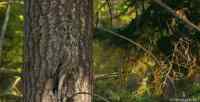 Owl Blending in with a Tree