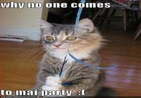 party cat