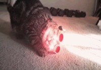 Cyclops Cat