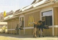 McMoose