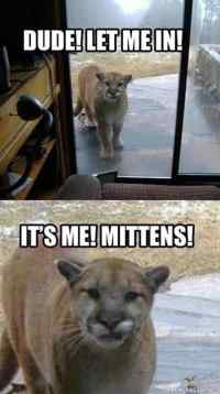 Its me, mittens