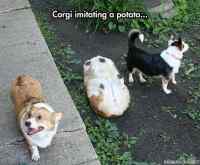 Corgi peruna