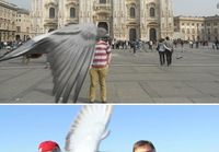 Scumbag pigeons