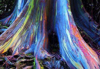 Rainbow Eucalyptus Tree