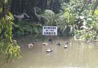 Beware of the crocs