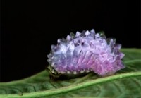 Jewel Caterpillar