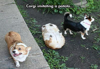 Corgi peruna