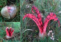 Devil's Fungus