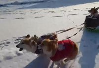 Corgi pulkassa