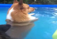 Corgi lilluu vedessä