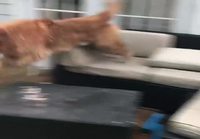 Parkour koira