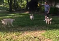 Frisbii