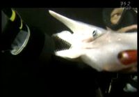 Japanese goblin shark