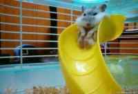 Hamsteri