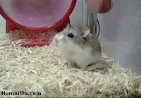 Hamsteri