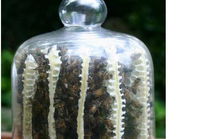 Bees make honey in jar