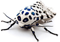 Giant Leopard Moth