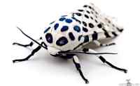 Giant Leopard Moth