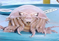 Giant Isopod