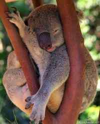 Koala - Asento ^_^