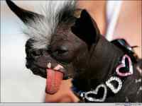 Punk dog