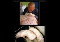 tattooed pigs