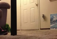 Parkour chinchilla