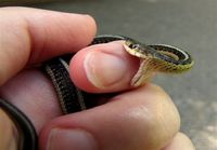 Baby snake