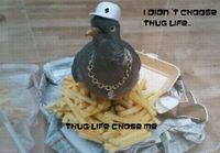 I didn´t choose thug life...