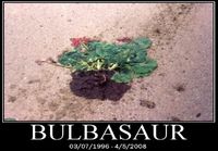 Bulbasaur