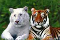 North And South Tigers