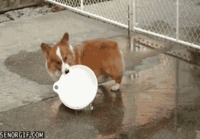 Corgi