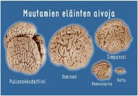 Muutamien eläinten aivoja