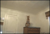 Serval pounces