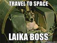 Laika boss