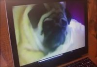 The Pug Files