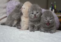 British Shorthair Cattery