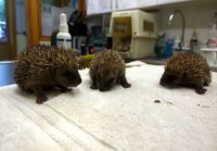 Cute baby hedgehogs sneezing