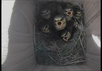 Woodpecker attacks baby birds