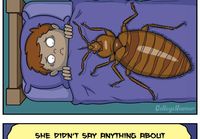 Bedbug