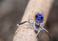 Coastal peacock spider