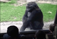 gorilla