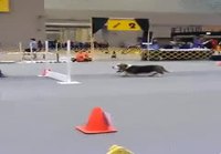 Agility