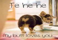 Corgi love