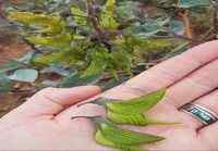 Green Birdflower plant