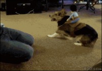 Corgi rodeo