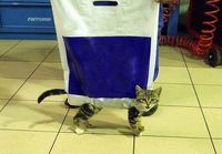 cat bag