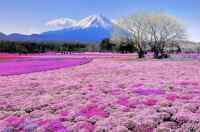 Mount Fuji - Eeppinen kukkaniitty Japanissa