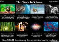 This week in science! - Wasp venom: bit.ly/1g4dbvD
Plasma: bit.ly/1M4dyVw
Sea scorpion: bit.ly/1QiTIo6
Stone man disease: bit.ly/1VHBWxM
Trees: bit.ly/1JKD10b
Neurons: bit.ly/1VHBZd3
Quantum vibrations: bit.ly/1OoO1DK
Building blocks of life: bit.ly/1LSdMfq

Kotisivut: http://www.iflscience.com/