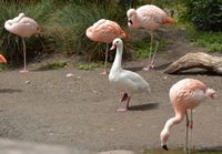 Hän vain halusi olla flamingo